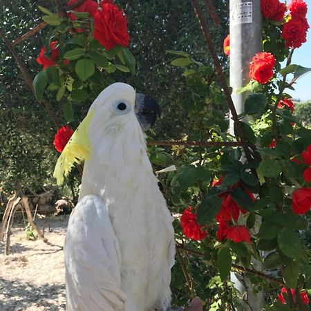Puntebianche B&B Ceglie Messapica Εξωτερικό φωτογραφία